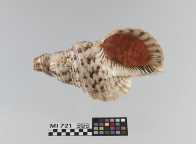 Muschelhorn