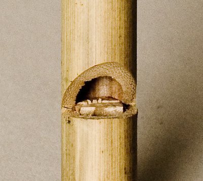 Schuiffluit
