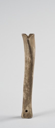 Tibia