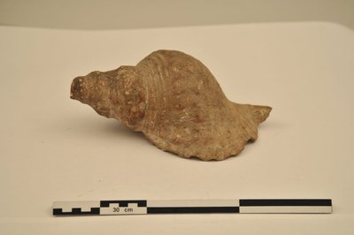 Conque marine