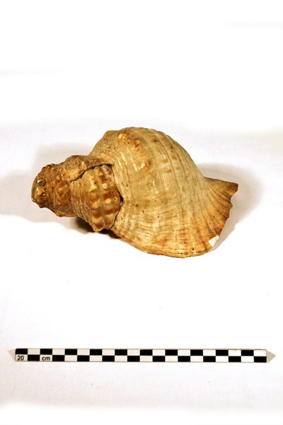Conque marine "Bieu de marin"