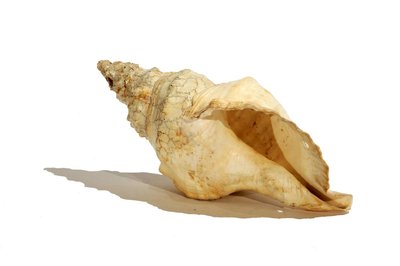 Coquillage