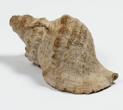 Conque de berger