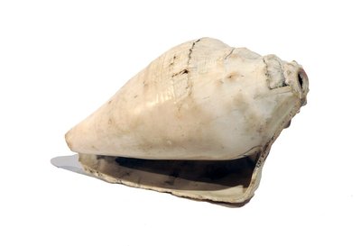 Conque de berger