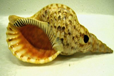 Conch-shell trumpet