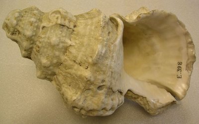 Conch-shell trumpet