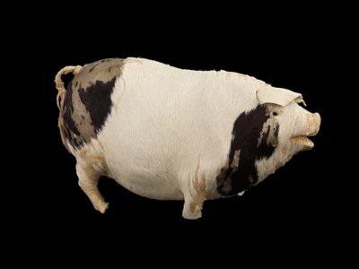 Lucky Toy Pig