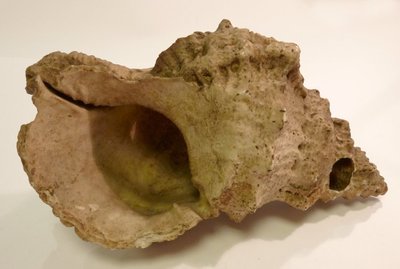 Conch-shell trumpet