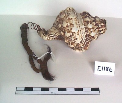 Conch-shell trumpet
