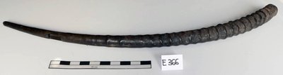 Horn