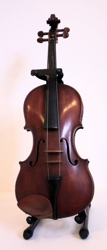 Viola