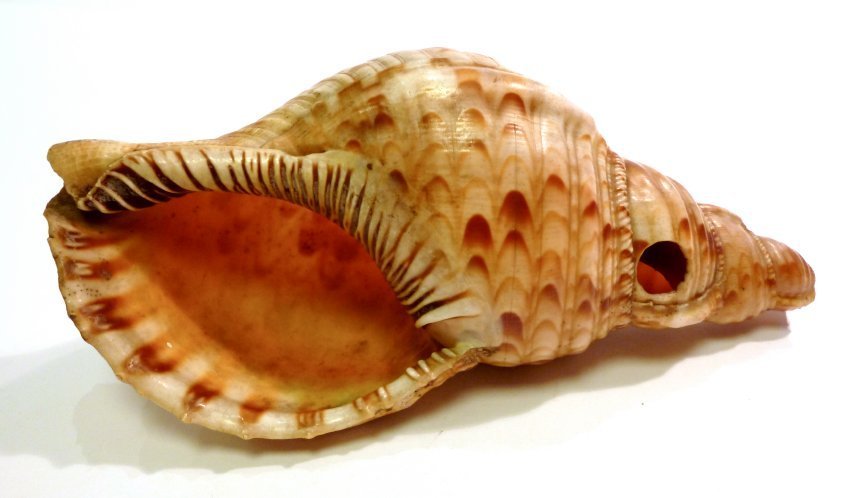 Instrument image