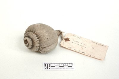 Conch-shell trumpet