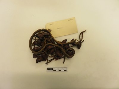 Rattle