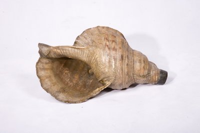 贝 Conch (replica)