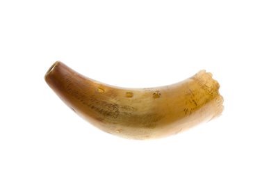 Kohorn